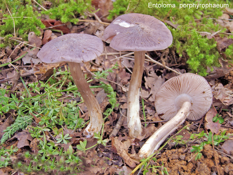 Entoloma porphyrophaeum-amf783-1.jpg - Entoloma porphyrophaeum ; Syn1: Rhodophyllus porphyrophaeus ; Syn2: Entoloma phaeocephalum ; Non français: Entolome porphyre